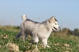 ALASKAN MALAMUTE 121